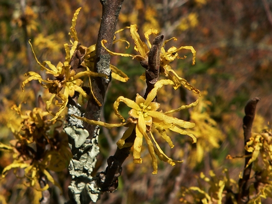 {Hamamelis virginiana}